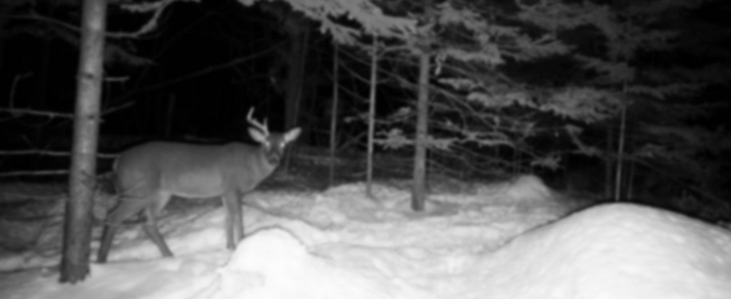 Parallens AI Clear Night Vision
